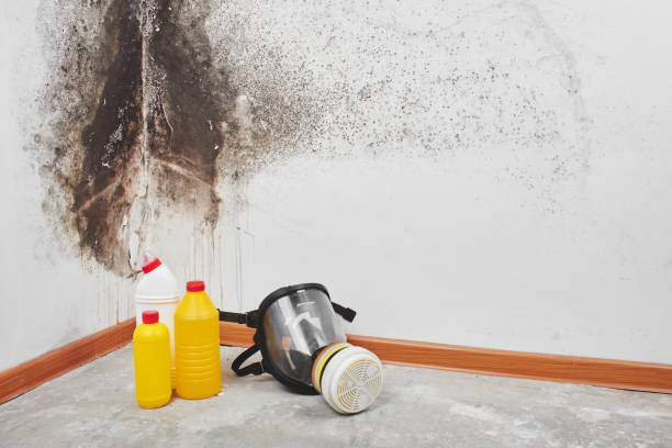 Best Office Mold Removal Services  in Genoa, AR