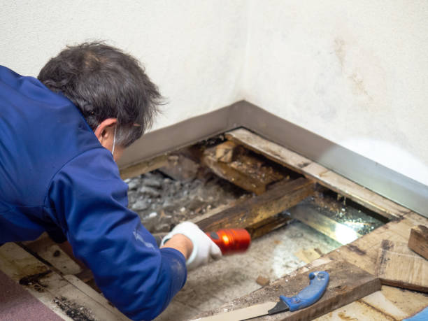 Best Office Mold Removal Services  in Genoa, AR