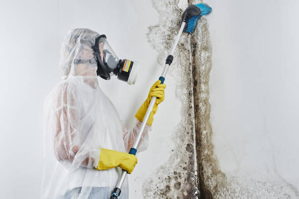 Best Mold Testing and Removal  in Genoa, AR