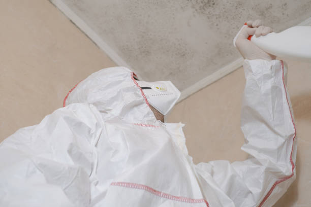 Reliable Genoa, AR Mold Removal Solutions