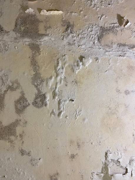 Best Fast Mold Removal  in Genoa, AR