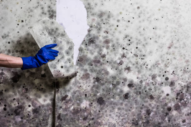 Best Same-Day Mold Removal  in Genoa, AR
